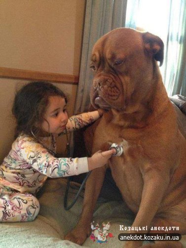 пес в лікаря