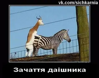 Зачаття даішника