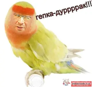 Гепка дурень