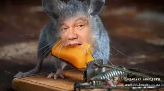 Сирний пацюк