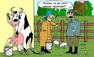 Корова сцить...