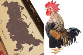 Хто такі петухи?