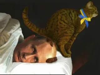 Приавильний український кіт.