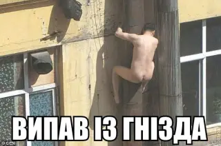 Випав з гнізда