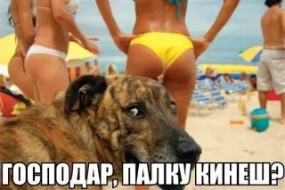 Палку кинеш?