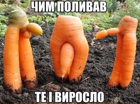 Чому не кусають гадюки?