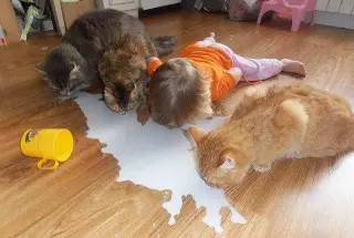 Котенята