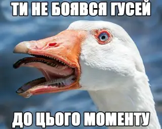 Руки з жопи