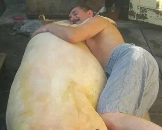 Сало їм, на салі сплю