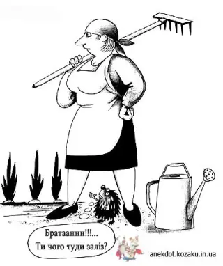 Їжачок