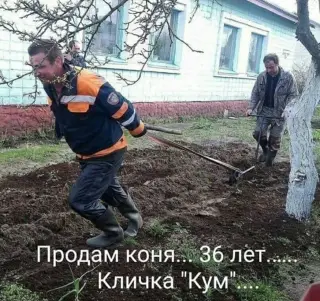 Продається кінь
