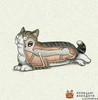 Хто в котах. Карикатура