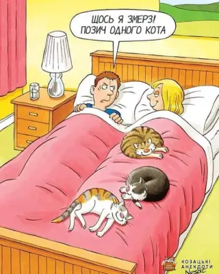 Позич кота