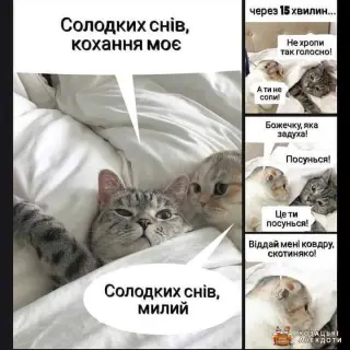 Як засинають котики?