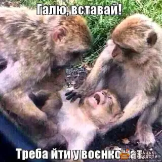 Жінки стали військовозобов'язані