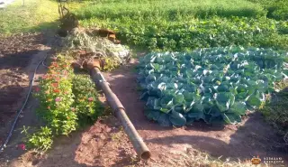 Танк в капусті