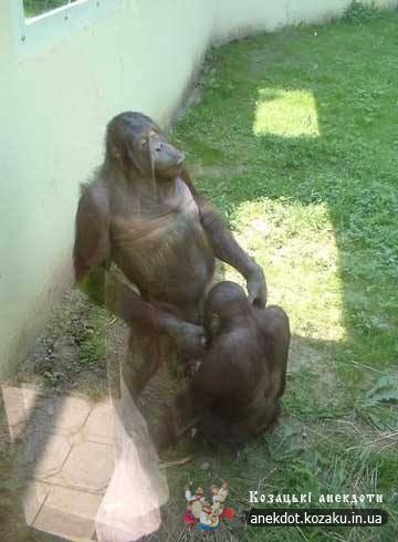 Мавпи смокчуть