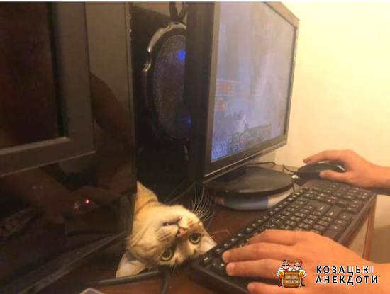 Кіт програміста