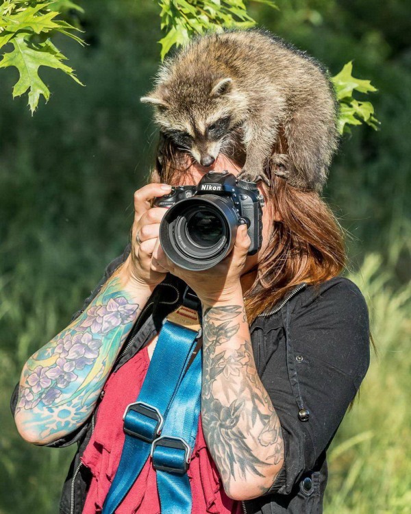 Єнот фотограф